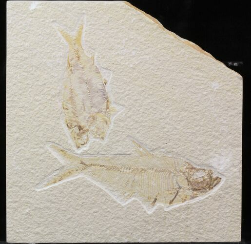 Bargain Diplomystus & Knightia Fossil Fish Plate - Wyoming #39440